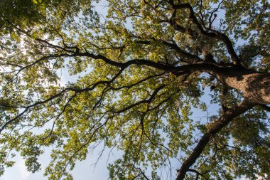 Ağaç üstten görünüm. Yerden en fazla ağaçlar üzerinde bak. Uzun ağaç köklerini tek bir noktada birleşiyor. Küçük parçalar halinde mavi gökyüzü ağaçların dalları arasında görülebilir.