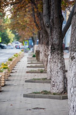 Sonbaharda kestane ağaçlı patika