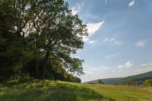 Feld Großer Baum Sonne Und Blauer Himmel Sommerlandschaft — Stockfoto