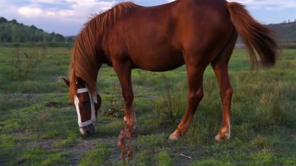 茶色の馬が草を食べると農村フィールドで歩いています 美しい風景の馬牧場で放牧 — ストック動画