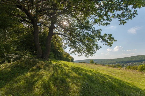 field, big tree, sun and blue sky, summer landscape