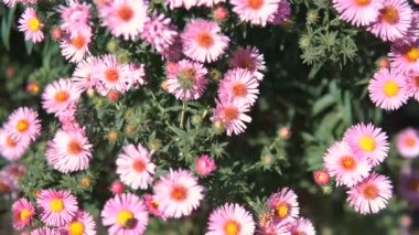 İtalyan Aster sonbahar Aster, menekşe çiçeği bahçede büyüyen mor çiçekler. Steadicam atış.