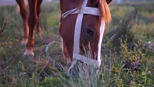 茶色の馬が草を食べると農村フィールドで歩いています 美しい風景の馬牧場で放牧 — ストック動画