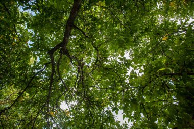 Ağaç üstten görünüm. Yerden en fazla ağaçlar üzerinde bak. Küçük parçalar halinde mavi gökyüzü ağaçların dalları arasında görülebilir.