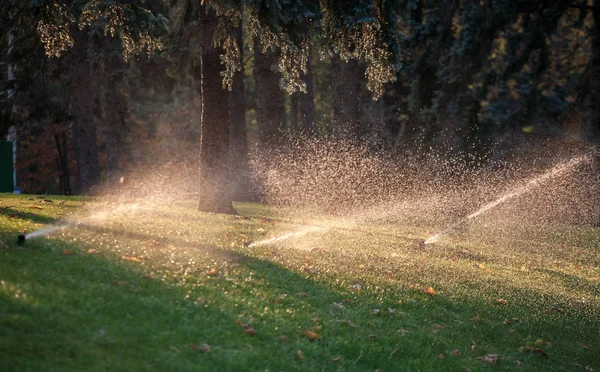 Otomatik Yağmurlama Sulama Bahçede Şehir Parkı — Stok fotoğraf