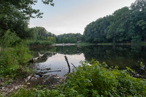 Summer Landscape Lake Forest — Stock Photo, Image