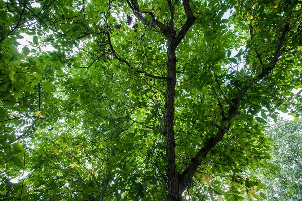 Vista Superior Árvore Olhe Chão Topo Árvores Pequenos Pedaços Céu — Fotografia de Stock