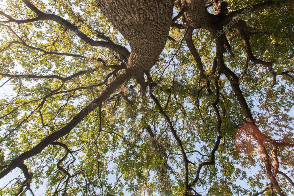 Vista superior del árbol. Mira desde el suelo sobre una copa de árboles