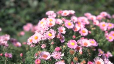 İtalyan Aster sonbahar Aster, menekşe çiçeği bahçede büyüyen mor çiçekler. Steadicam atış.