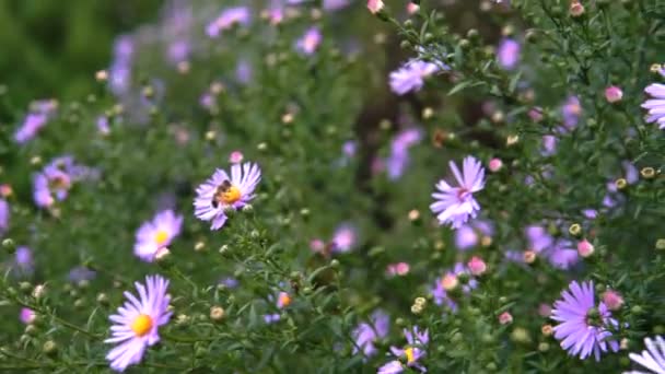 Fioletowe Kwiaty Włoski Astry Jesieni Aster Fioletowy Kwiat Rosnący Ogrodzie — Wideo stockowe