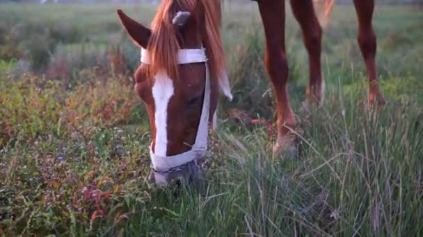 Cavalo Castanho Comendo Grama Caminhando Campo Rural Belos Cavalos Paisagem — Vídeo de Stock