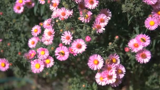 Purple flowers of Italian Asters Fall Aster, violet blossom growing in garden. Steadicam shot.