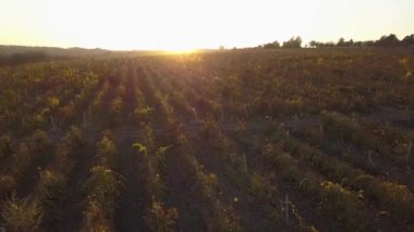 Hava doğa manzara güzel tepeler orman alanları ve üzüm bağları Moldova.