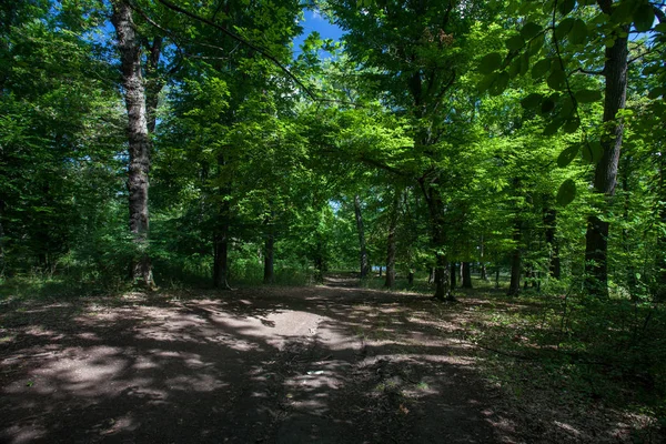 Bella Foresta Verde Giornata Soleggiata — Foto Stock