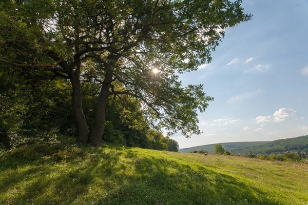 Feld Großer Baum Sonne Und Blauer Himmel Sommerlandschaft — Stockfoto