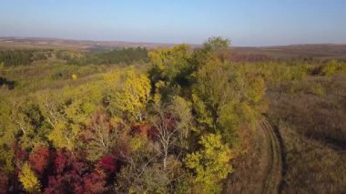 Drone uçuş bir orman yukarıda