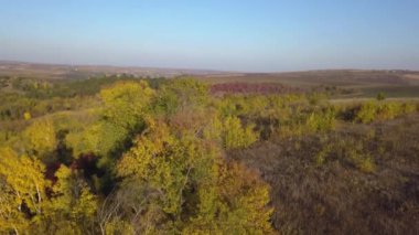 Drone uçuş bir orman yukarıda