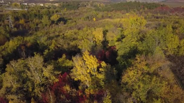 Drone flygning över en skog — Stockvideo