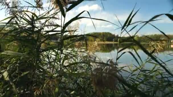 View of the lake among the reeds — Stock Video