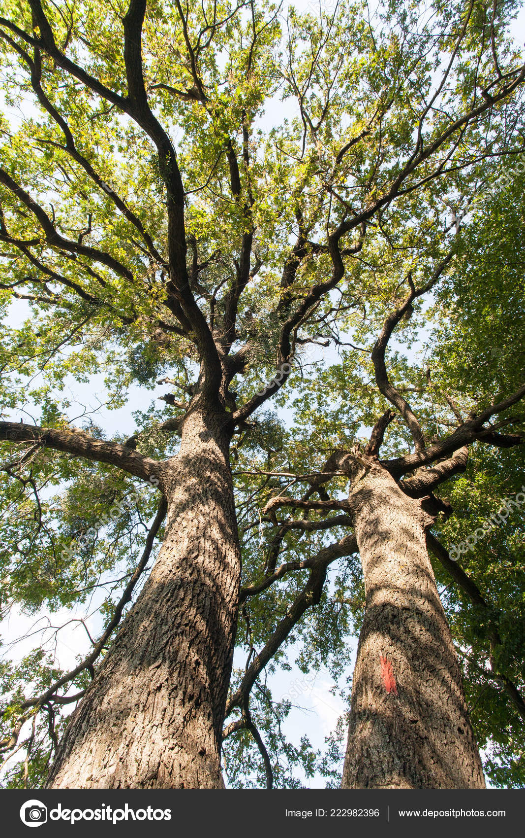 Tree Top View Look Ground Tops Trees Long Tree Stems Stock Photo by