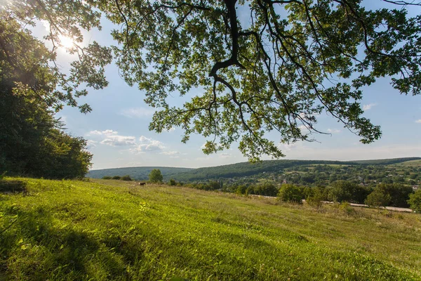 field, big tree, sun and blue sky, summer landscape