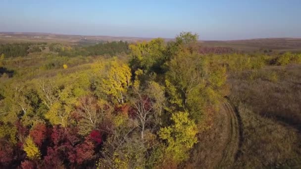 Drone Flygning Ovanför Skog Hösten Avslöjar Magnifika Höstfärger — Stockvideo