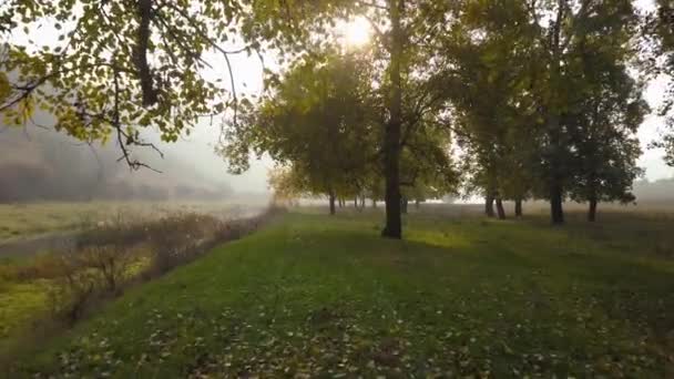 カラフルな美しい木が秋の公園 秋の黄色は晴れた日に残します 太陽の光線は 木を通過します カメラの前に移動します — ストック動画