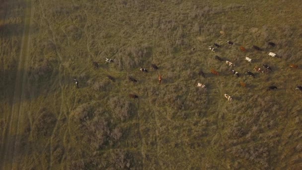 空撮牛は 秋の日に緑の牧草地に放牧します 秋の放牧牛を群れ 空中映像を — ストック動画