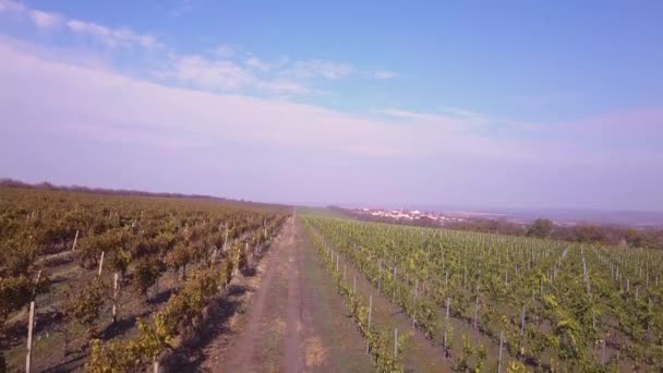 Flug Über Weinberg Herbst Drohne Abgeschossen — Stockvideo