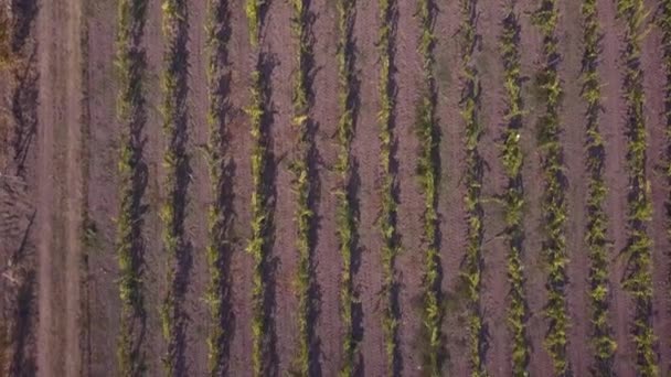 Vista Aérea Vinhas Vermelhas Amarelas Outono Sobrevoando Vista Superior — Vídeo de Stock