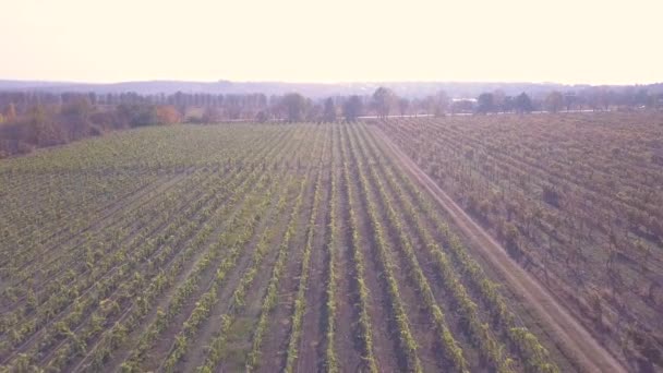 Vlucht Wijngaard Herfst Drone Schot — Stockvideo