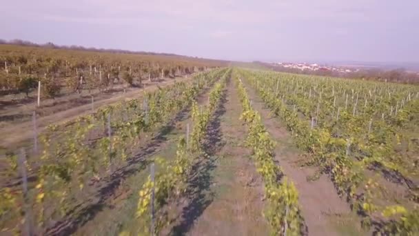 Flug Über Weinberg Herbst Drohne Abgeschossen — Stockvideo