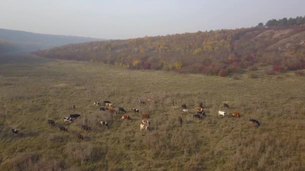 Letecký Pohled Krávy Pasou Zelených Pastvinách Podzimní Den Stádo Krav — Stock video