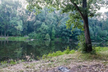 Göl ve ormanlı yaz manzarası