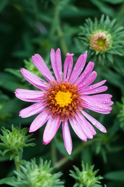 Violet Flowers Alpine Aster Morning Waterdrops Sun Rays Ultra Violet — Stock Photo, Image