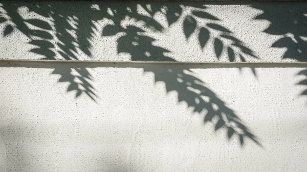shadow of the leaves on a white wall, abstract background