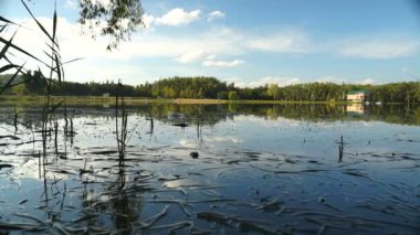 sazlık ve ağaçlar arasında göl manzarası. Sonbahar manzara. Steadicam atış.