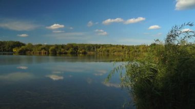 sazlık ve ağaçlar arasında göl manzarası. Sonbahar manzara. Steadicam atış.