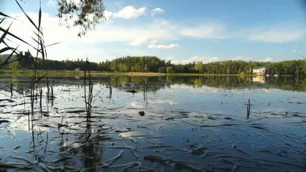 Pohled Jezero Mezi Rákosím Stromy Podzimní Krajina Steadicam Shot — Stock video