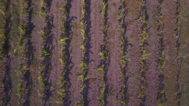 Güz mevsiminde sarı kırmızı üzüm bağlarının yukarıdan görünüşü