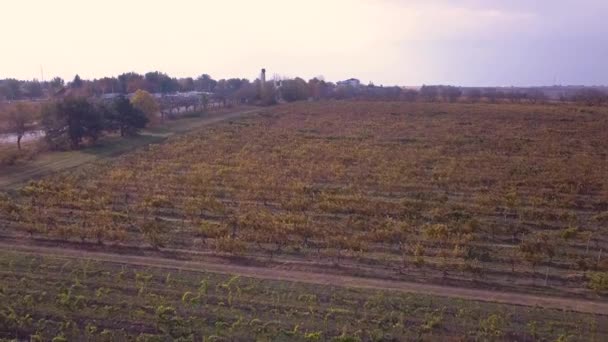 vol au-dessus du vignoble en automne, tir de drone 