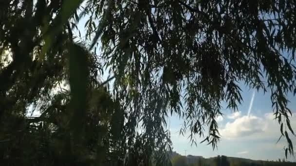 Вид Озеро Серед Очерету Дерев Осінній Пейзаж Стейдікам Постріл — стокове відео