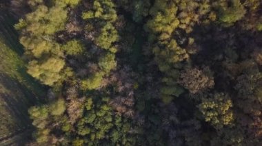 Sonbaharda bir ormanın üzerinde insansız hava aracı uçuşu muhteşem sonbahar renklerini gözler önüne seriyor.