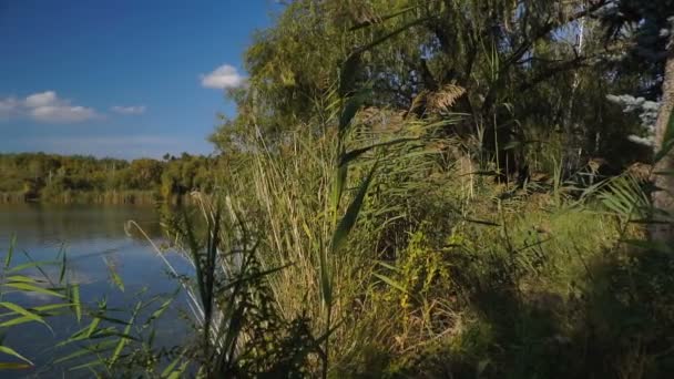 Widok Jezioro Wśród Trzcin Drzew Jesiennego Krajobrazu Steadicam Strzał — Wideo stockowe