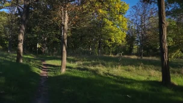 Érable jaune et feuillage sur le sol dans le parc en automne par temps ensoleillé. La caméra avance. Steadicam tir à angle bas .