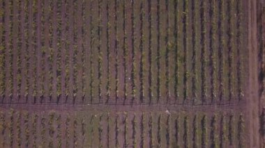 Güz mevsiminde sarı kırmızı üzüm bağlarının yukarıdan görünüşü