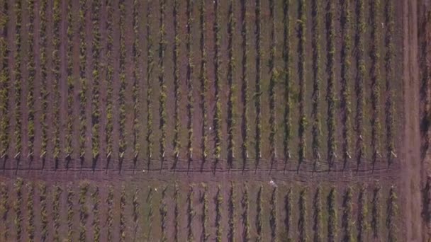 Aerial View Yellow Red Vineyards Autumn Overhead Flying Top View — Stock Video