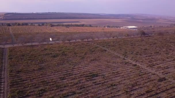 Flug Über Weinberg Herbst Drohne Abgeschossen — Stockvideo
