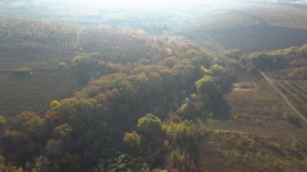 Voo Drone Acima Uma Floresta Outono Revelando Magníficas Cores Queda — Vídeo de Stock