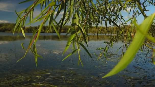 vue sur le lac parmi les roseaux et les arbres. Paysage d'automne. Steadicam shot .